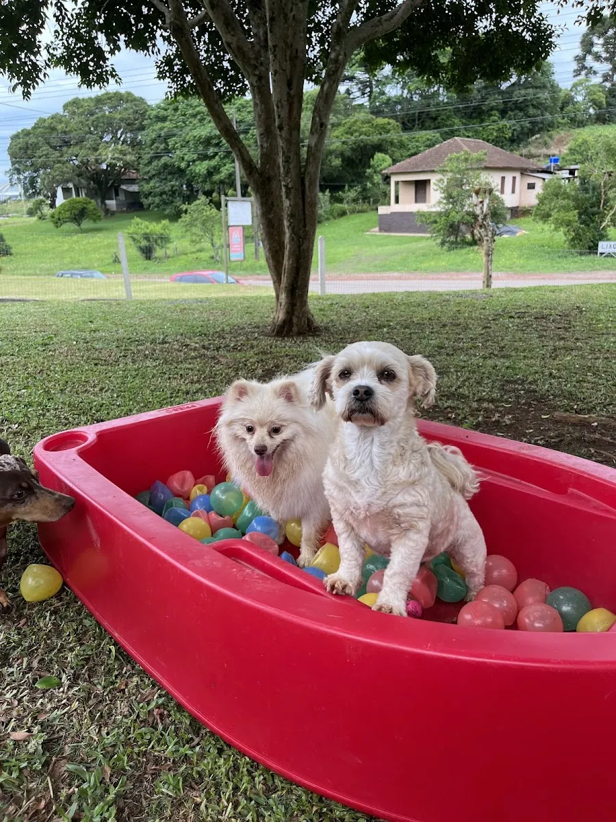 Morada dos Pets — Pet Hotel em Nova Prata-RS (foto 2)