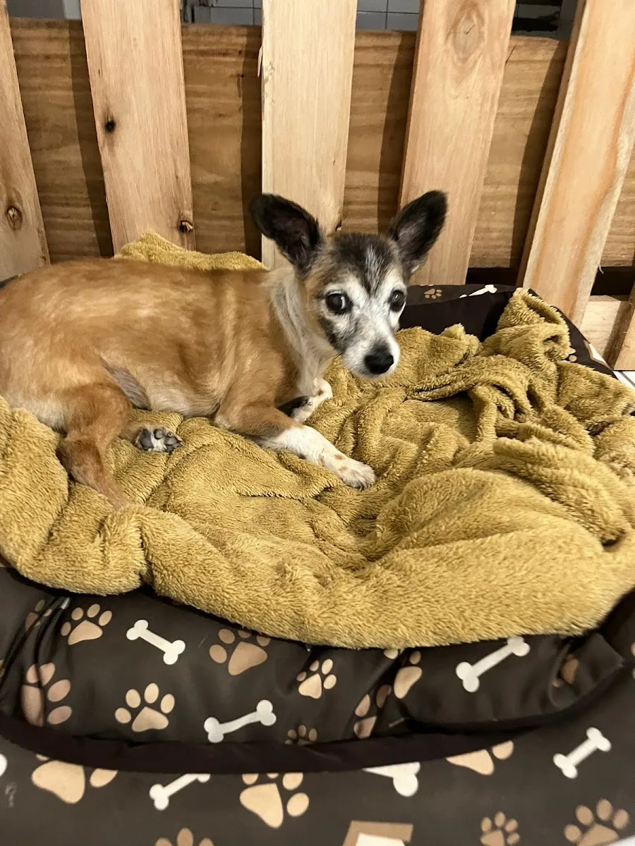 Morada dos Pets — Pet Hotel em Nova Prata-RS (foto 3)