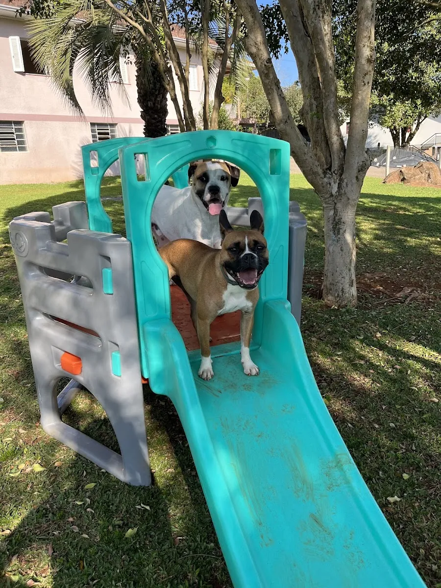 Morada dos Pets — Pet Hotel em Nova Prata-RS (foto 4)