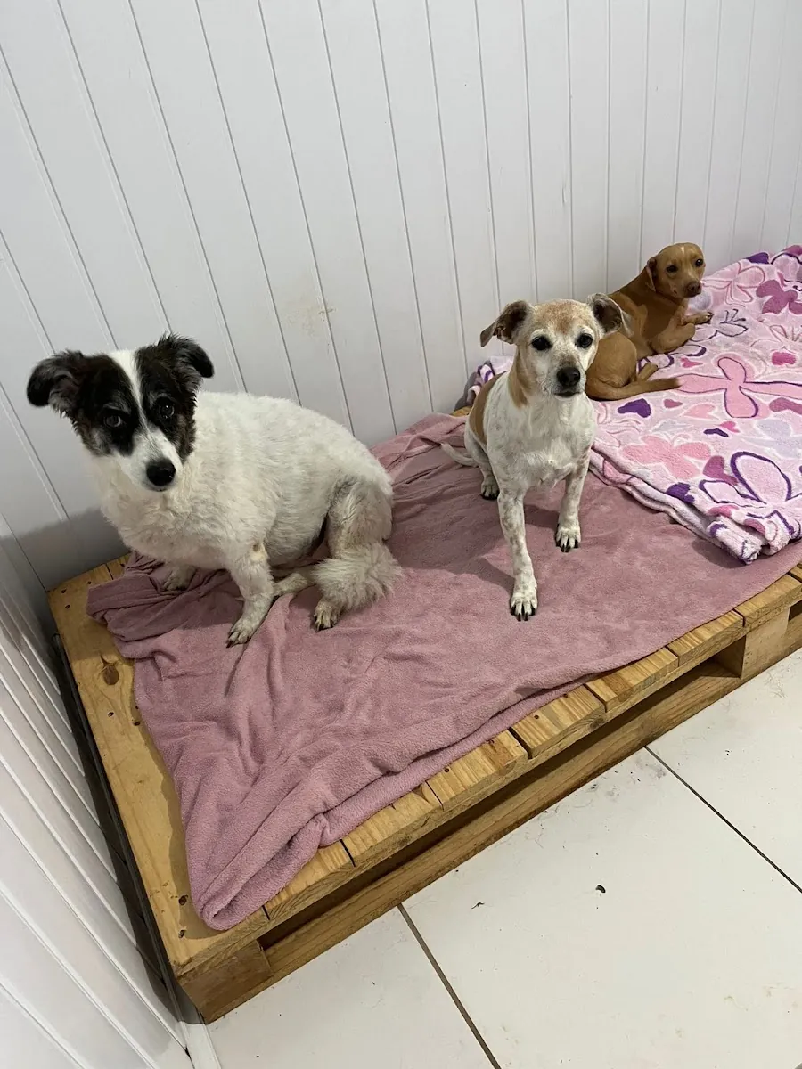 Morada dos Pets — Pet Hotel em Nova Prata-RS (foto 5)